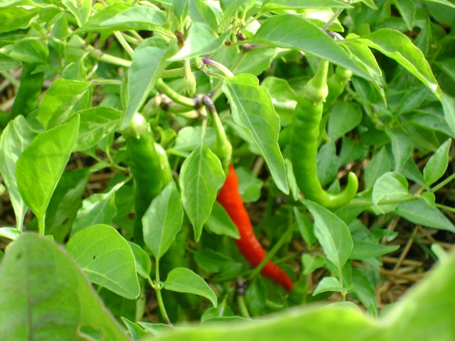 1092_aug_13_gardens_and_mags_006.jpg