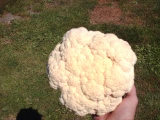 1275_cauliflower.jpg