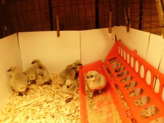 1673_chicks2001.jpg