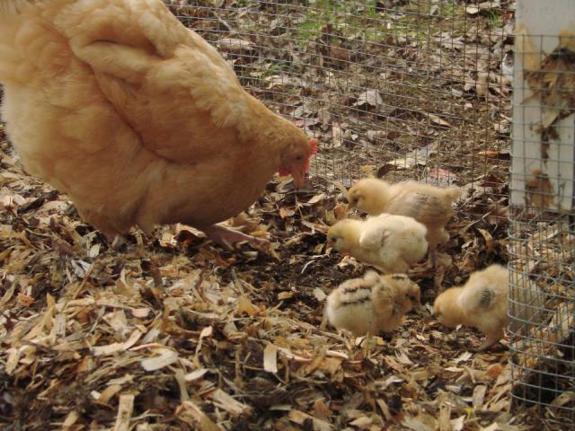 1767_chicklet_and_babies.jpg