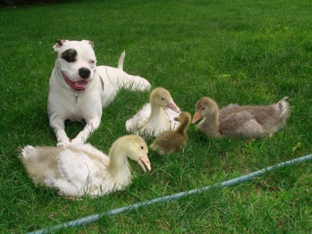 1767_gracie_and_goslings.jpg