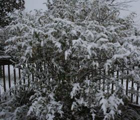 177_dec5snowtree.jpg