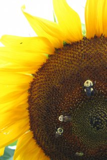 177_sunflowerwbees.jpg
