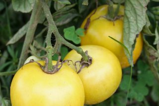 177_yellowtomatoes.jpg