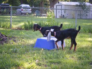 1834_girlgoats.jpg