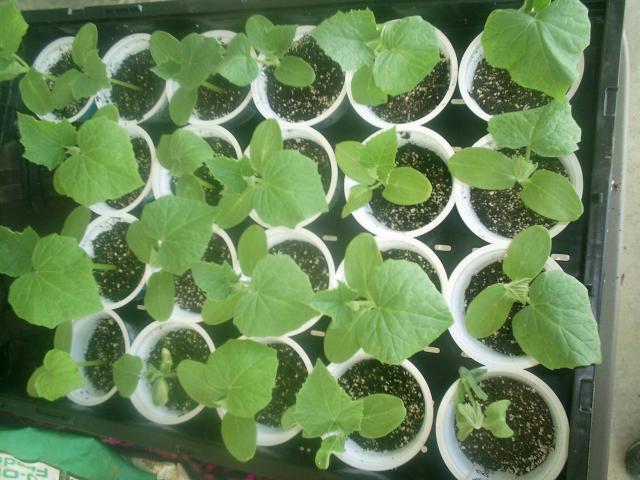 2291_garden_2013_002.jpg