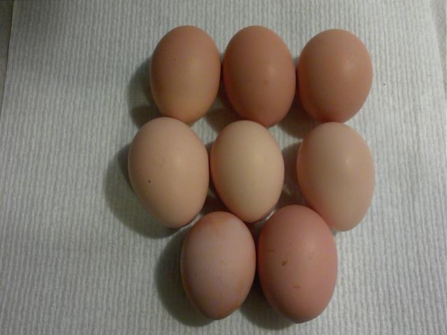 2536_8_eggs.jpg