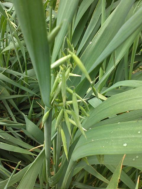 2536_oat_seeds_forming.jpg