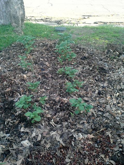 2536_potato_leaf_pile.jpg