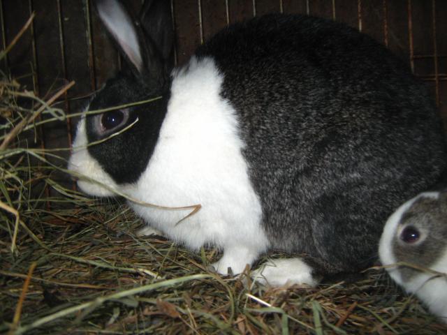 2893_dutch_rabbits_2-6-2012_003.jpg