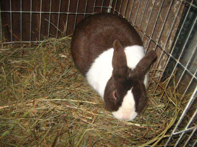 2893_dutch_rabbits_2-6-2012_027.jpg