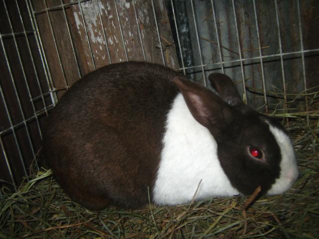 2893_dutch_rabbits_2-6-2012_028.jpg