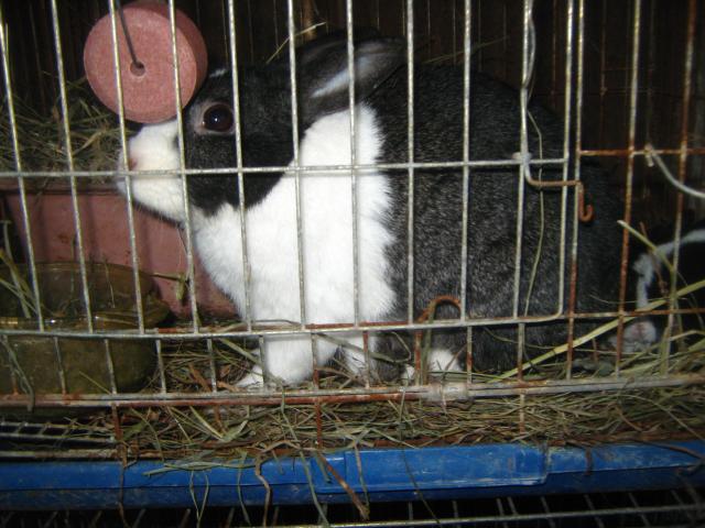 2893_dutch_rabbits_2-6-2012_055.jpg
