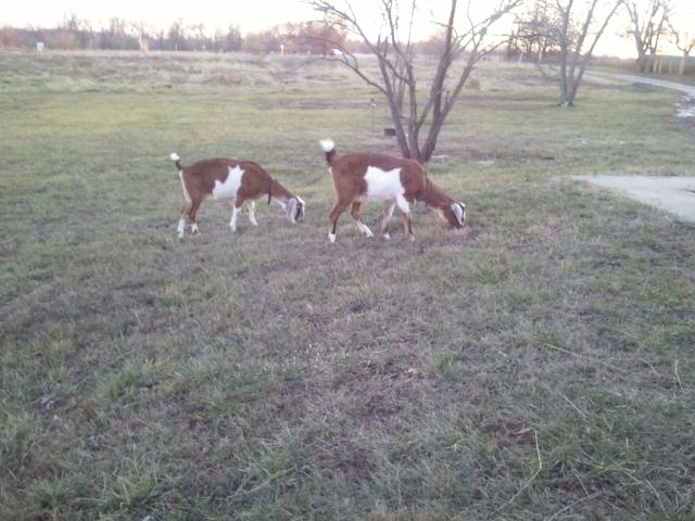 3108_grazing.jpg