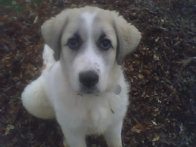 3259_puppylefty.jpg