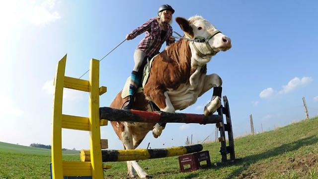 3802_415685-germany-jumping-cow.jpg