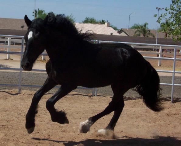 3820_easton_6-23-12_as_stallion.jpg