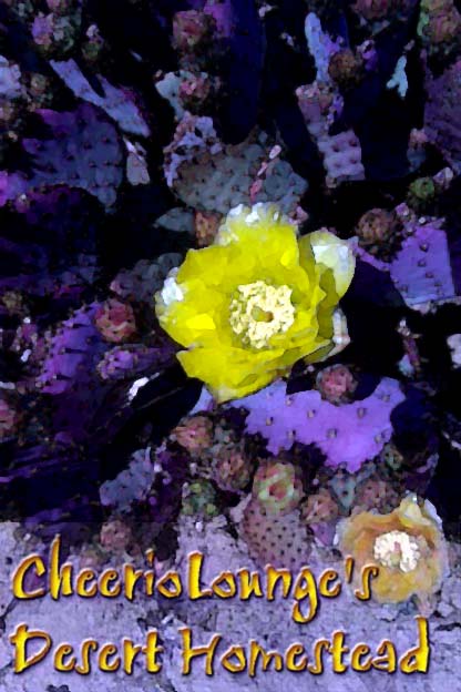 4399_cactusflower_welcome.jpg