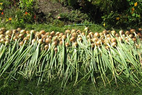 4407_onions-1a.jpg