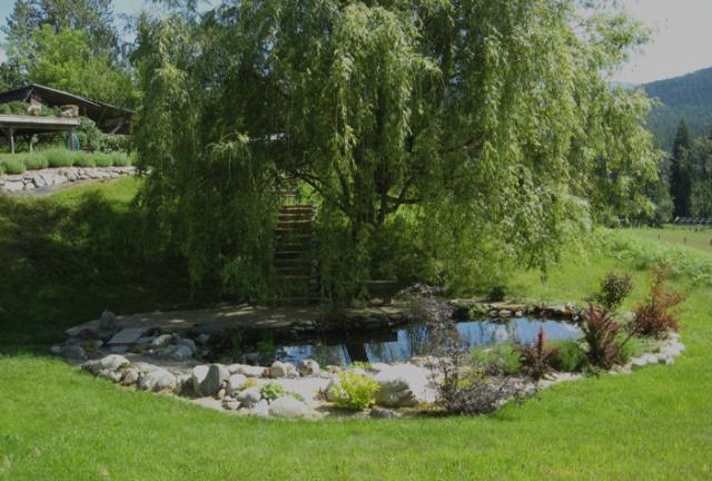 4407_pond_willow.jpg