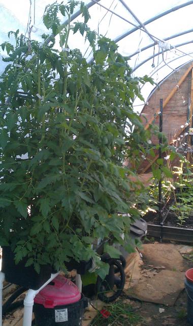 5240_bato_bucket_hydro_tomato_5-1-12.jpg