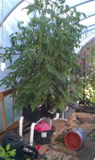 5240_bato_bucket_hydro_tomato_5-10-12.jpg