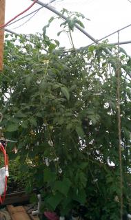 5240_bato_bucket_hydro_tomato_5-28-12.jpg