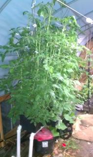 5240_bato_bucket_hydro_tomato_5-4-12.jpg