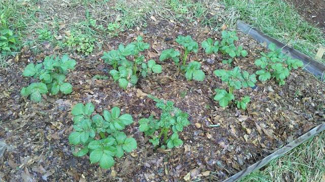 5363_potatoes.jpg