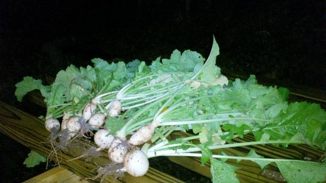 5363_turnips.jpg