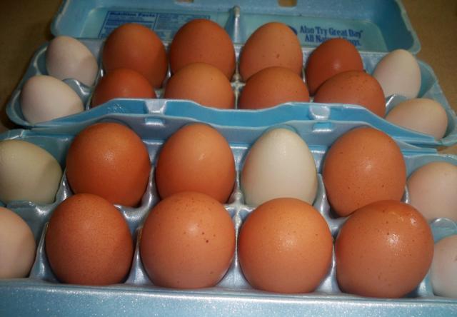 5414_eggs100_8570.jpg