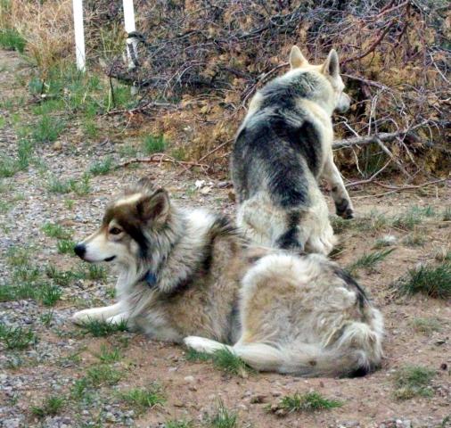 5749_ourwolves.jpg
