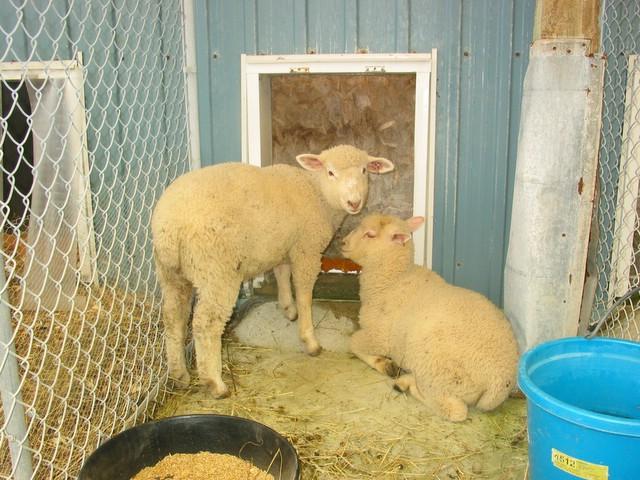 66_sheep_004.jpg