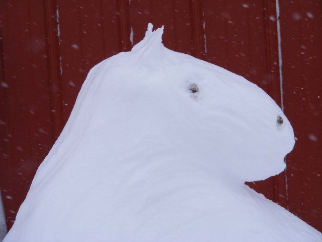 68_snow_horse_edited-1.jpg