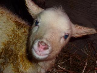 72_caylas_camera_100.jpg