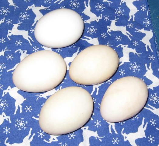 802_duck_eggs.jpg