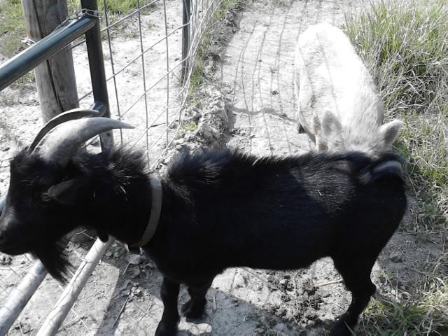 99_black_goat.jpg
