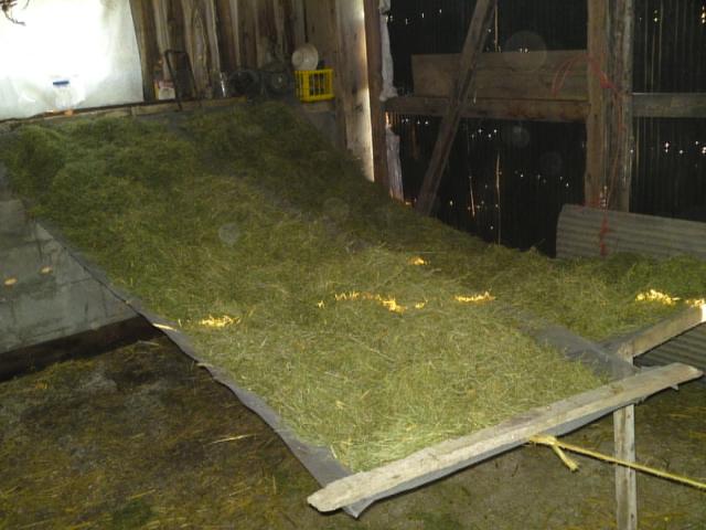 99_grass_drying.jpg