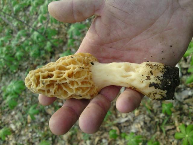 99_morel.jpg