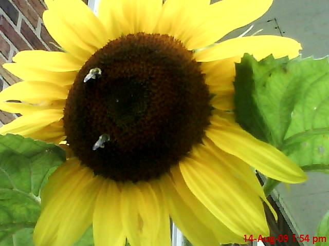 99_sunflower.jpg