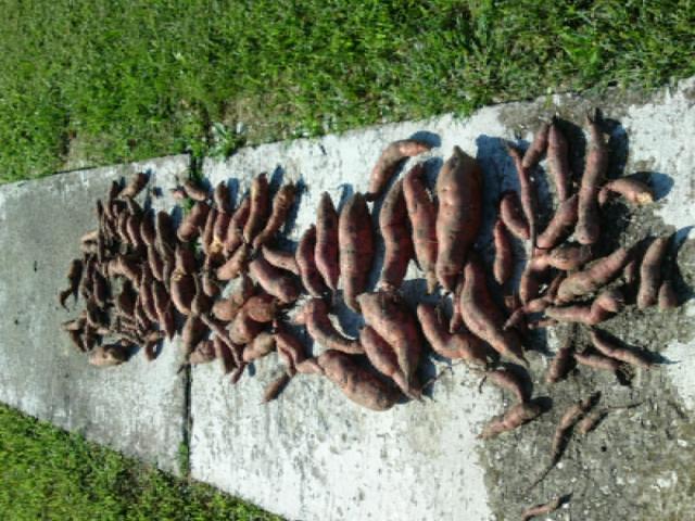 99_sweet_potatos2011.jpg