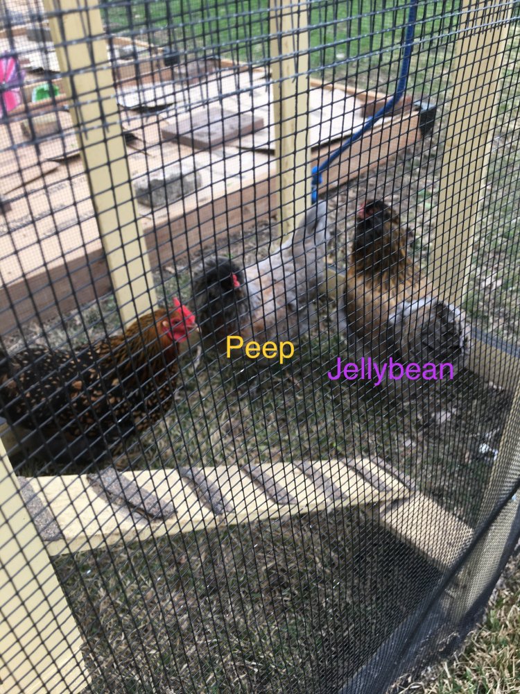 04E6DC0B-C648-459F-94A1-D40C497E3053.jpeg