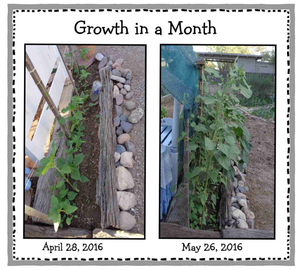 1 month Sunflowers 01 email.JPG