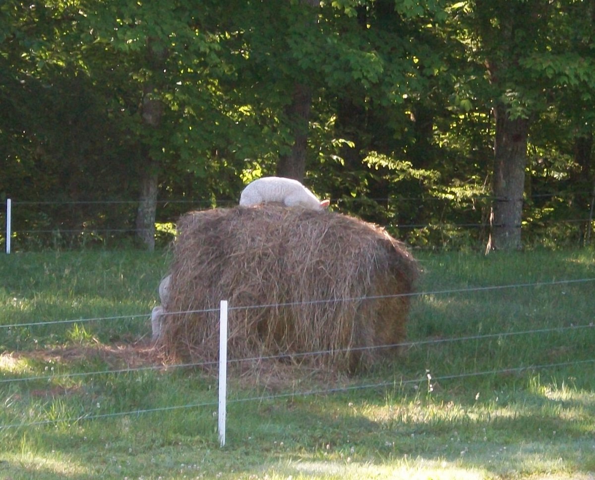 100_2079.JPG