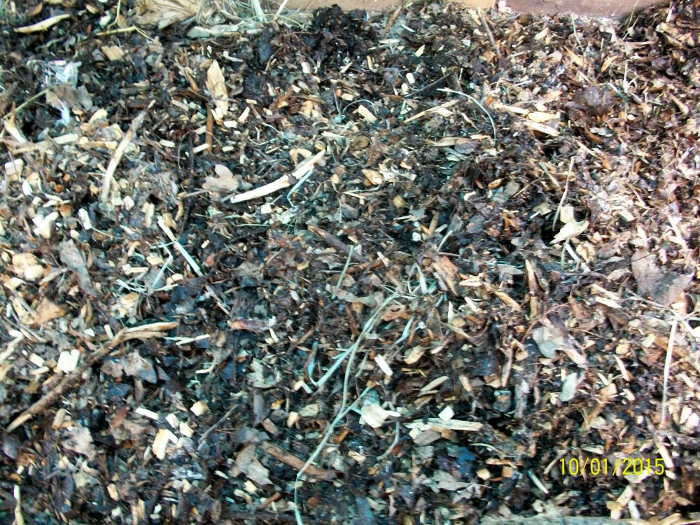 100_3675.jpg