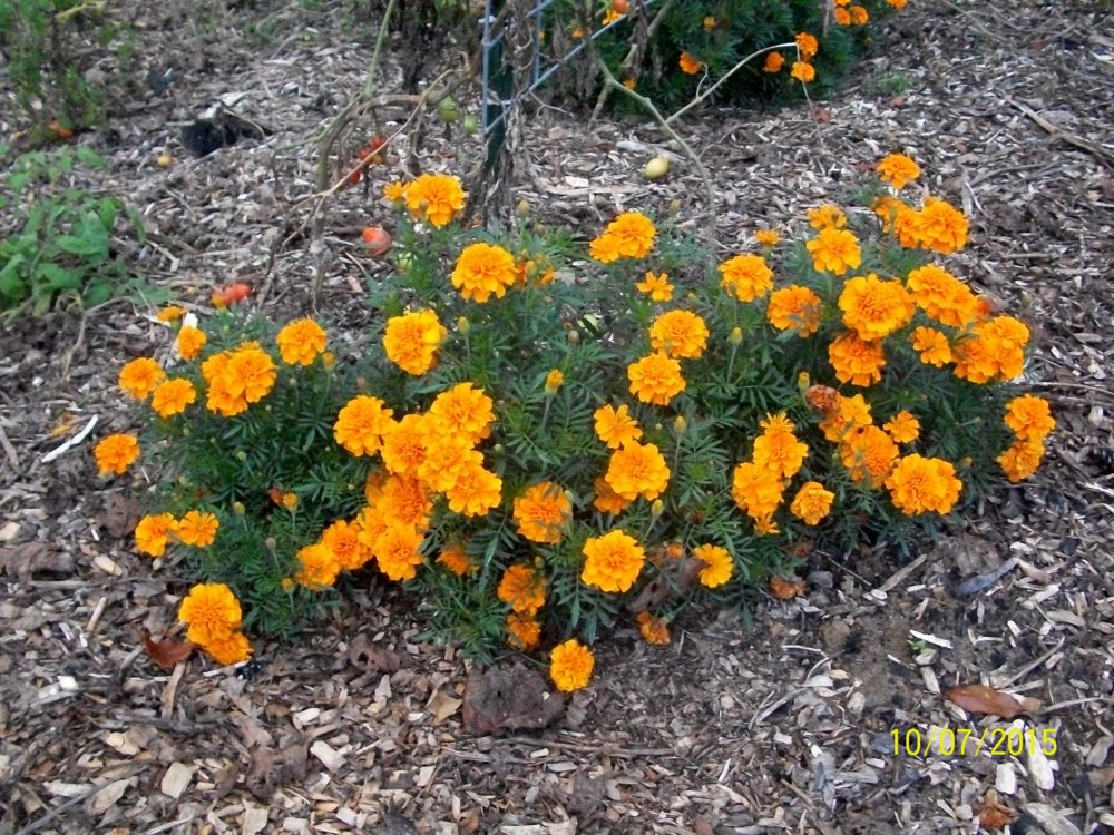 100_3713.jpg
