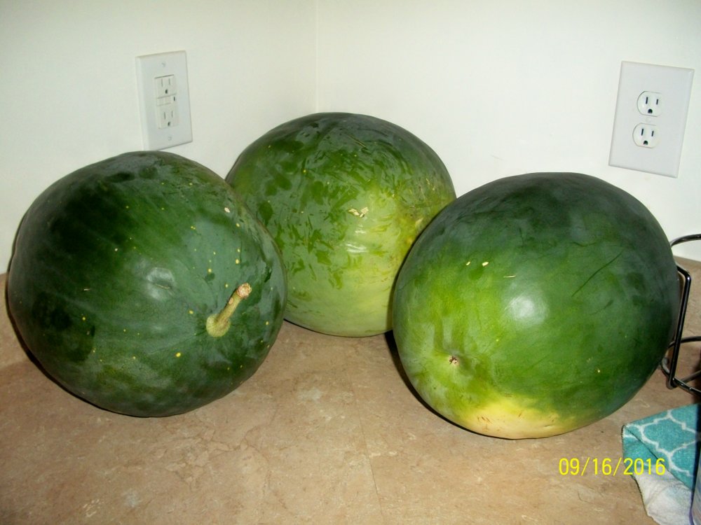 100_4932.jpg