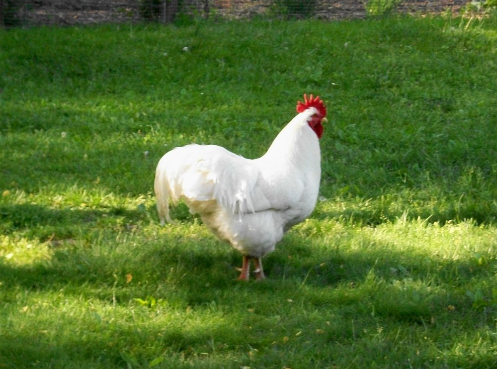 100_5582.jpg