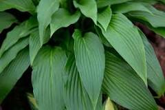 Image result for hostas like what kind of soil