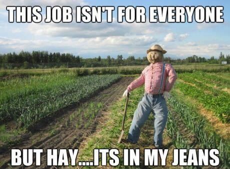 17c554380bc5feae2edb7af4bc21b2c7--scarecrows-so-funny.jpg